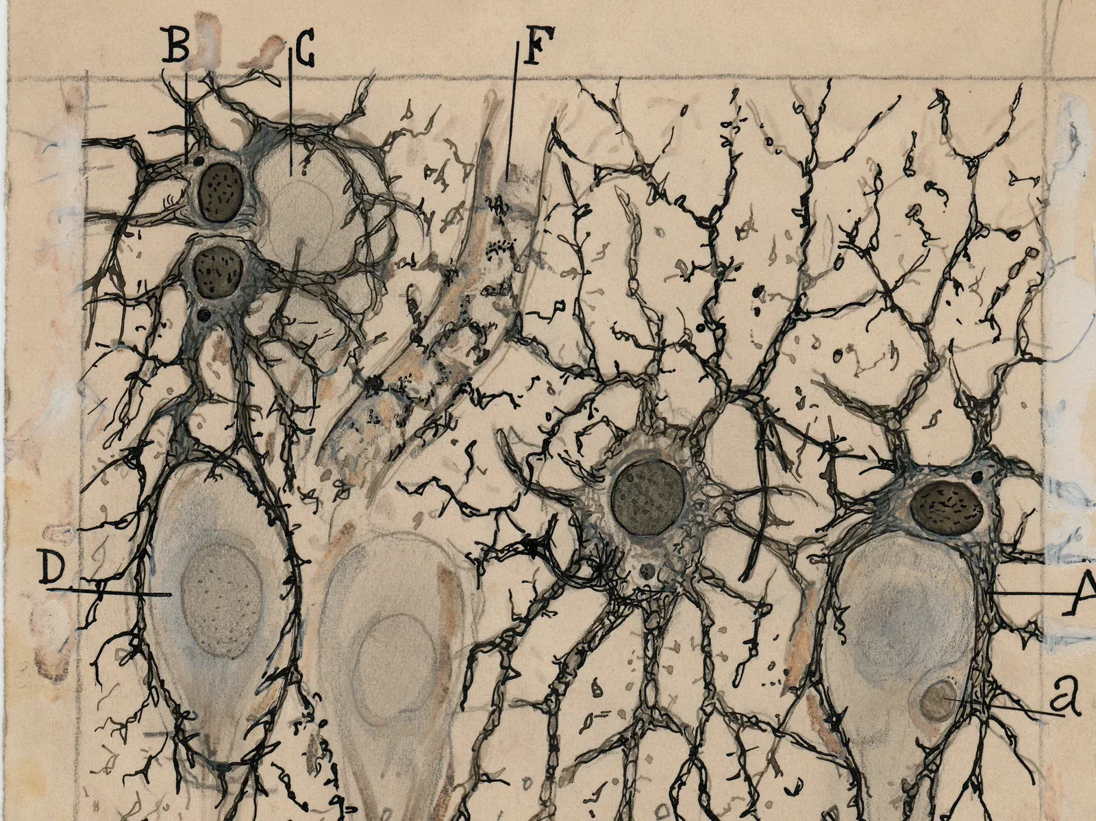 Hippoampal astrocytes