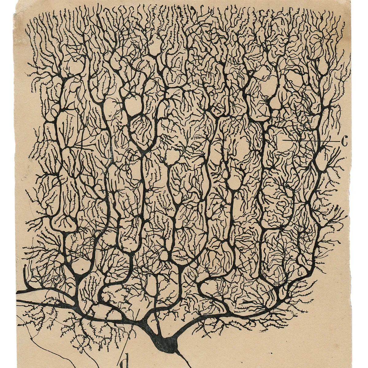 Purkinje neuron in cerebellum