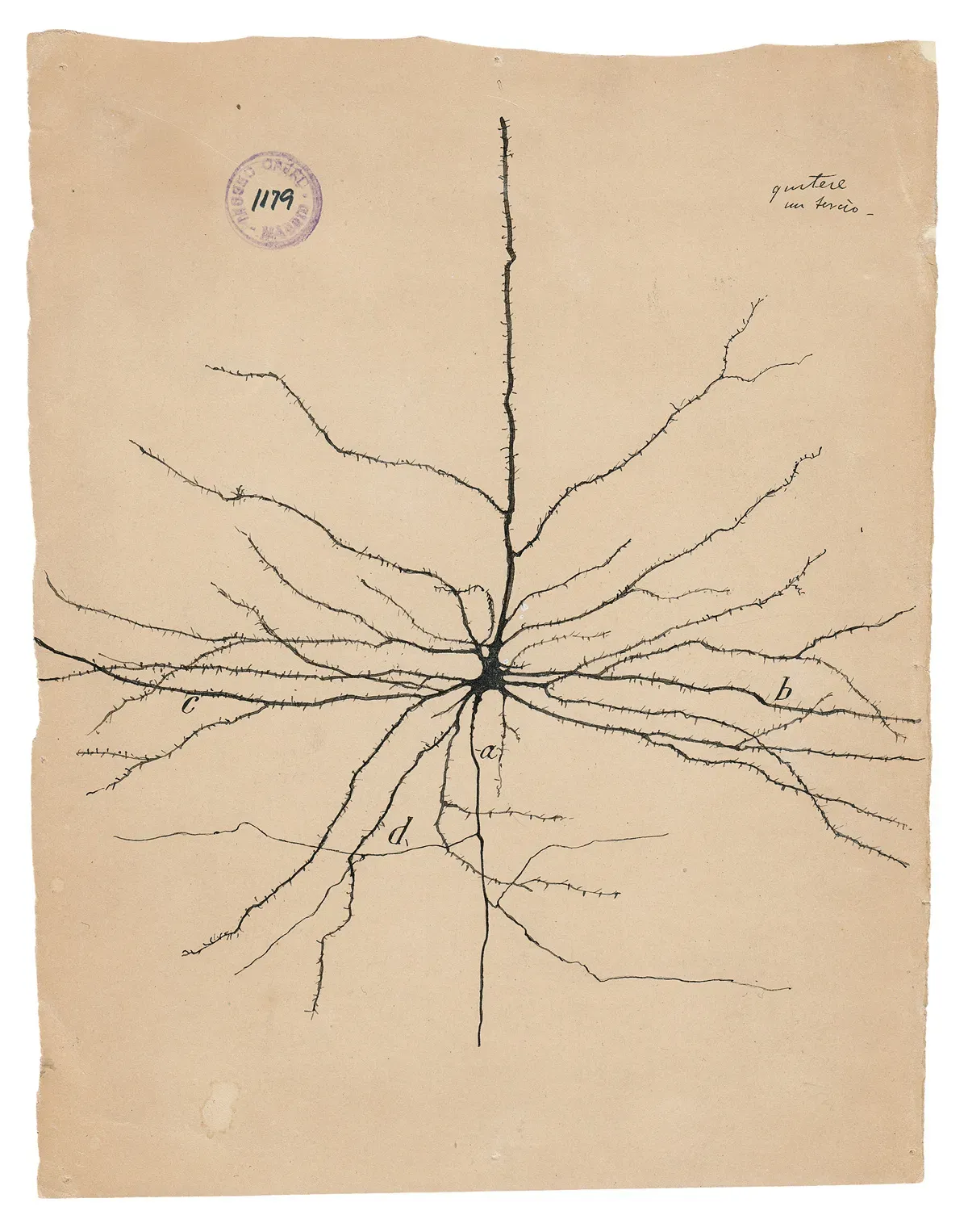 Pyramidal neuron in cortex